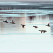 Mergansers