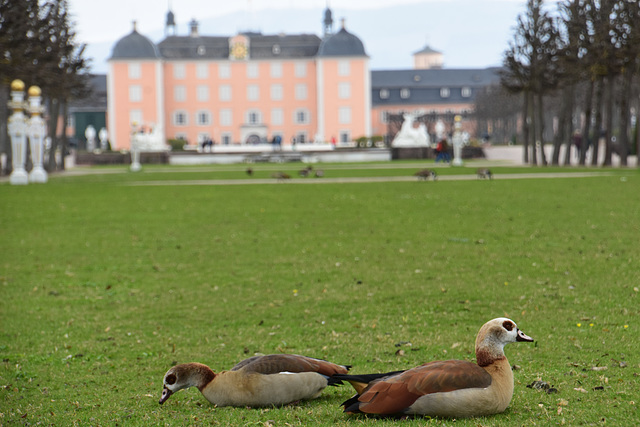 Nilgänse im Schlosspark von Schwetzingen