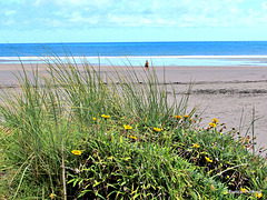 Beach Scape.