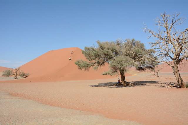 Namibia, At the Dune No45 in the  Sossusvlei National Park