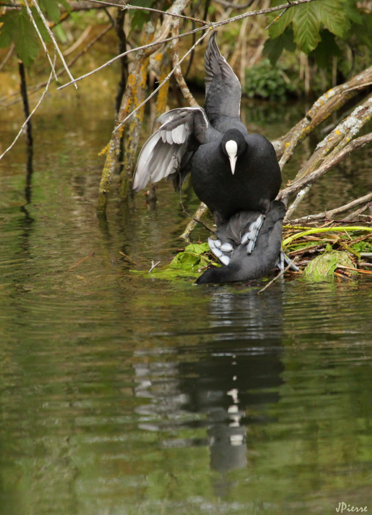 Reproduction chez les foulques