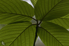 Glowing Green Leaves at Beverly Beach State Park! (+6 insets)