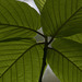 Glowing Green Leaves at Beverly Beach State Park! (+6 insets)