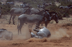Grevy's Zebra herd in Samburu
