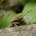 Dolycoris baccarum (Hairy Shieldbug)