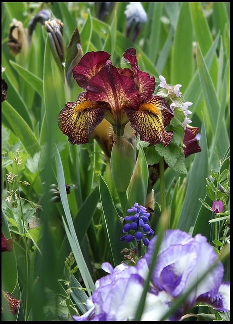 Iris nain 'Firestorm'