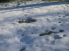 Des traces dans la neige