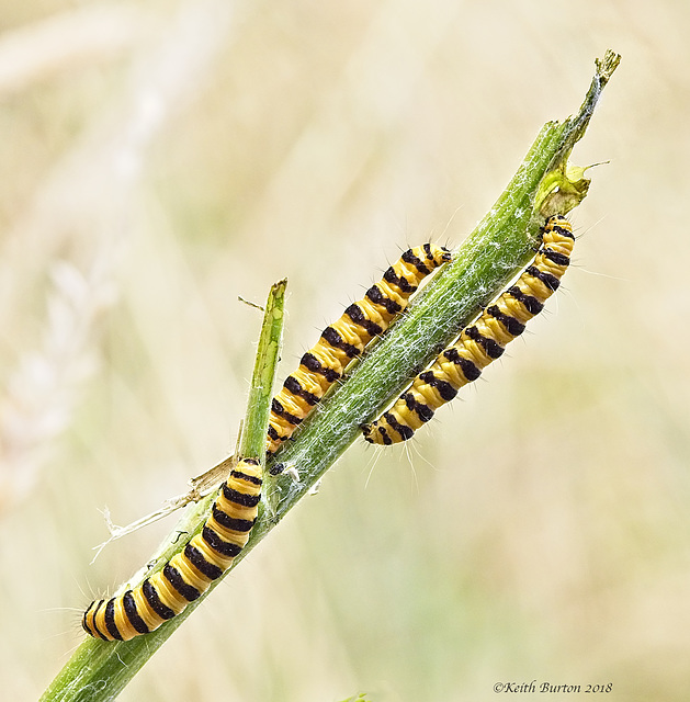 Cinnabar Moth Caterpillars