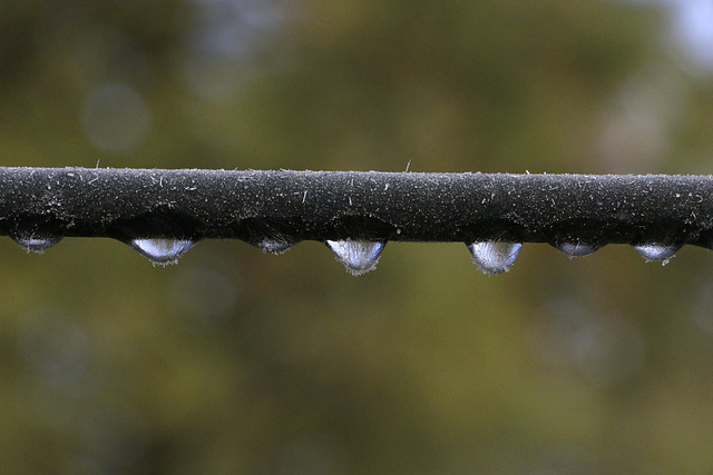 Frozen Drops