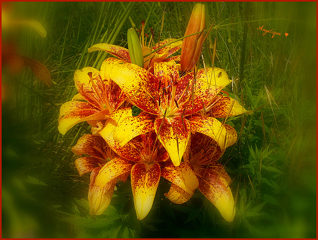 Lilium bulbiferum  ........ Bon vendredi! et bon we