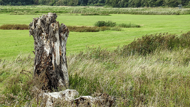 20190904 5775CPw [D~VR] Weidenstumpf, Günzer See, Altenpleen