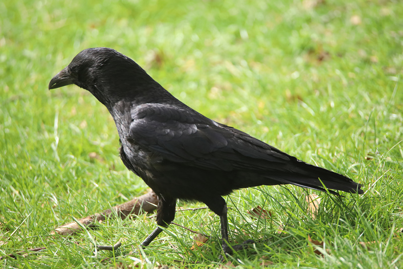 IMG 8493Crow