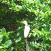 Cattle egret