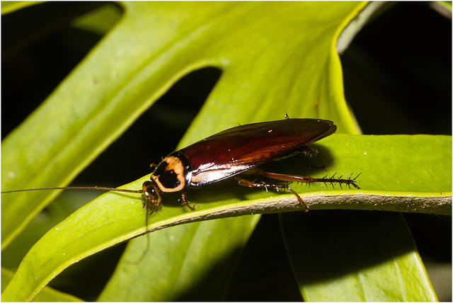 IMG 9608 Cockroach