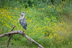 Great blue heron and autumn flowers