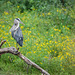 Great blue heron and autumn flowers