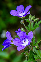 Geranium sylvaticum