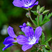 Geranium sylvaticum