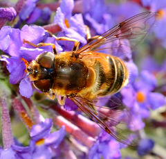 Hoverfly on Budlea