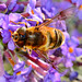 Hoverfly on Budlea