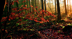 Shadows and light in the forest.