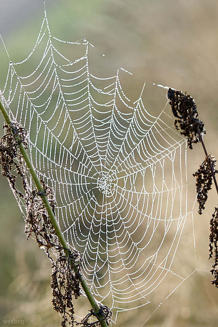 Spinnennetz