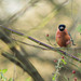 Bullfinch