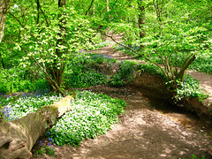 Penn Brook near Alder Coppice