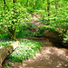 Penn Brook near Alder Coppice