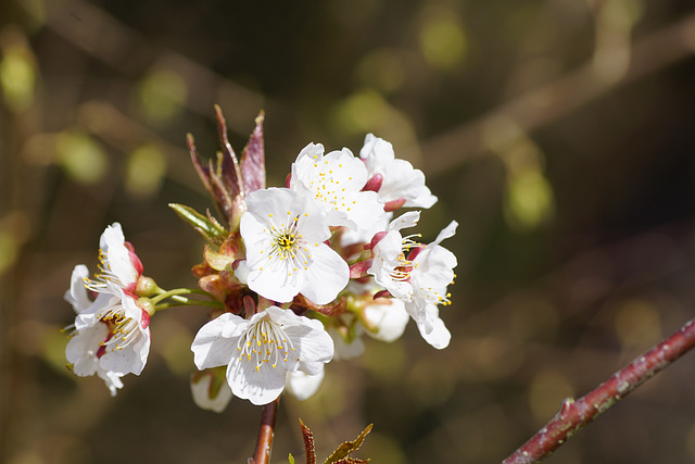 Kirschblüten