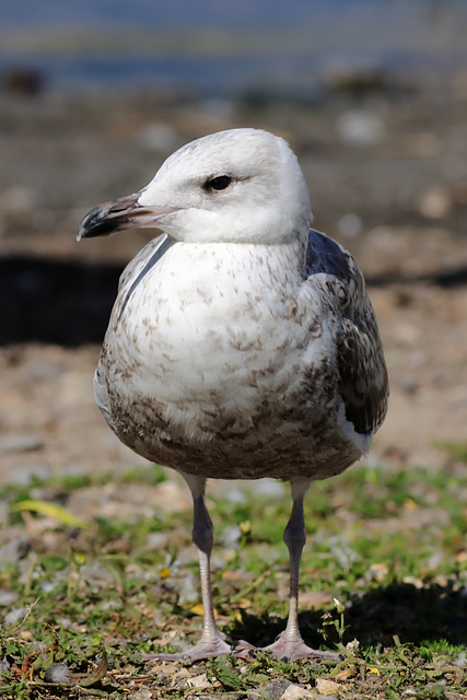 EOS 90D Peter Harriman 10 22 43 26938 Gull dpp