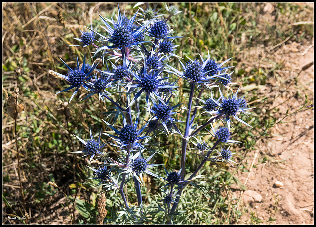 Cardos azules. Eryngium bourgatii