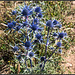 Cardos azules. Eryngium bourgatii