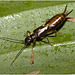 IMG 9615 Earwig