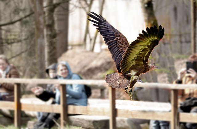 Geier im Anflug - HBM!