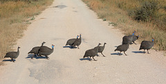 Zimbabwe, A Flock of Guinea Fowl Crosses a Road in Hwange National Park