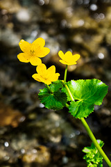 Caltha palustris