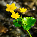 Caltha palustris