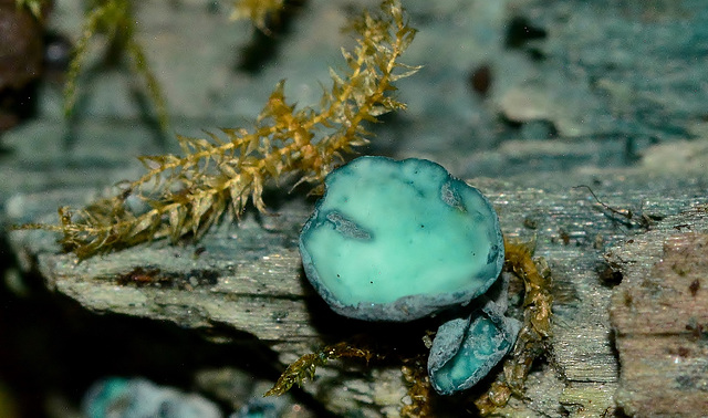 Green Elf Cup Fungus