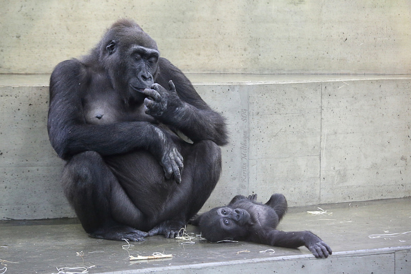 Tuana und Tonda (Wilhelma)