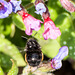 Hairy-footed Flower Bee-DSB 2807