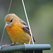 Baltimore Oriole