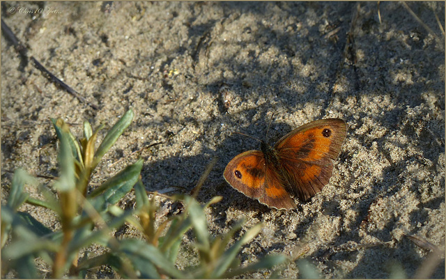 Hedge Brown ~ Oranje zandoogje (Pyronia tithonus)...