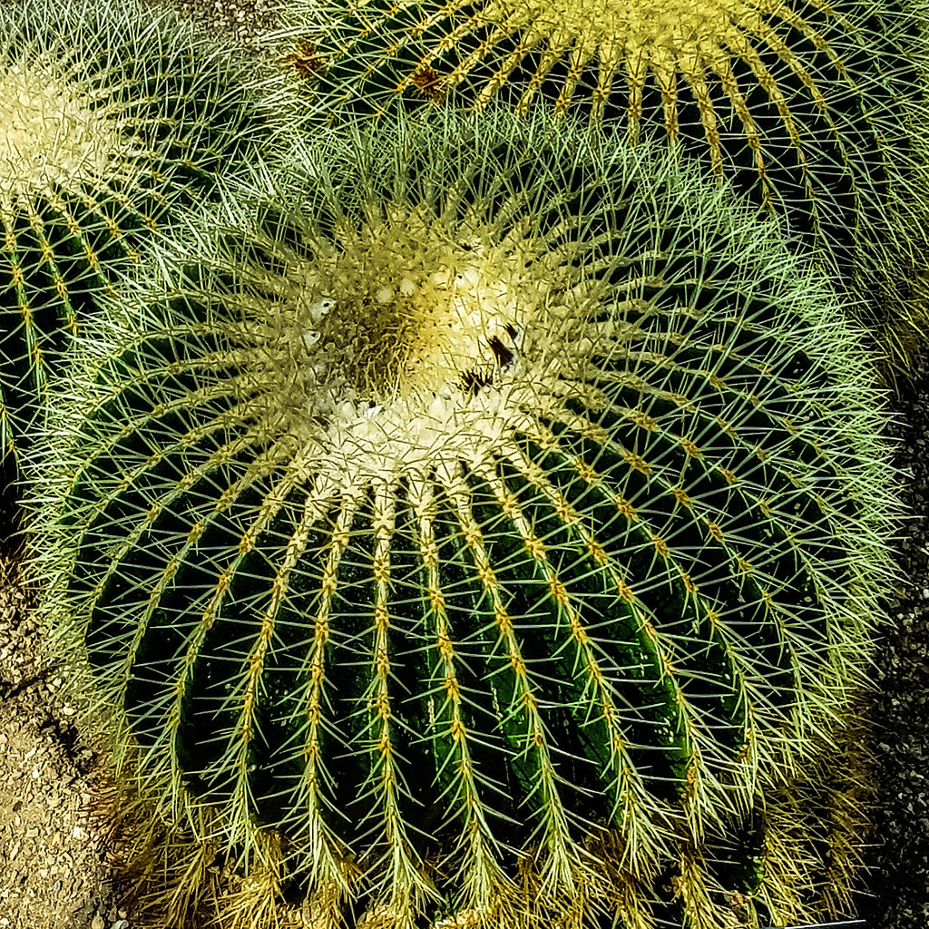 Prickly plants at Kew Gardens