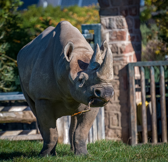 Rhino (1)