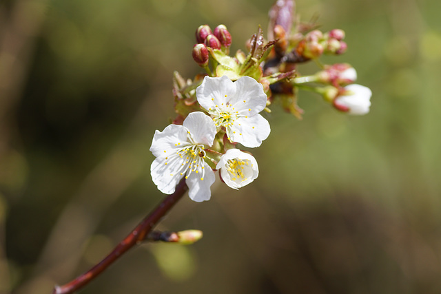 Kirschblüten