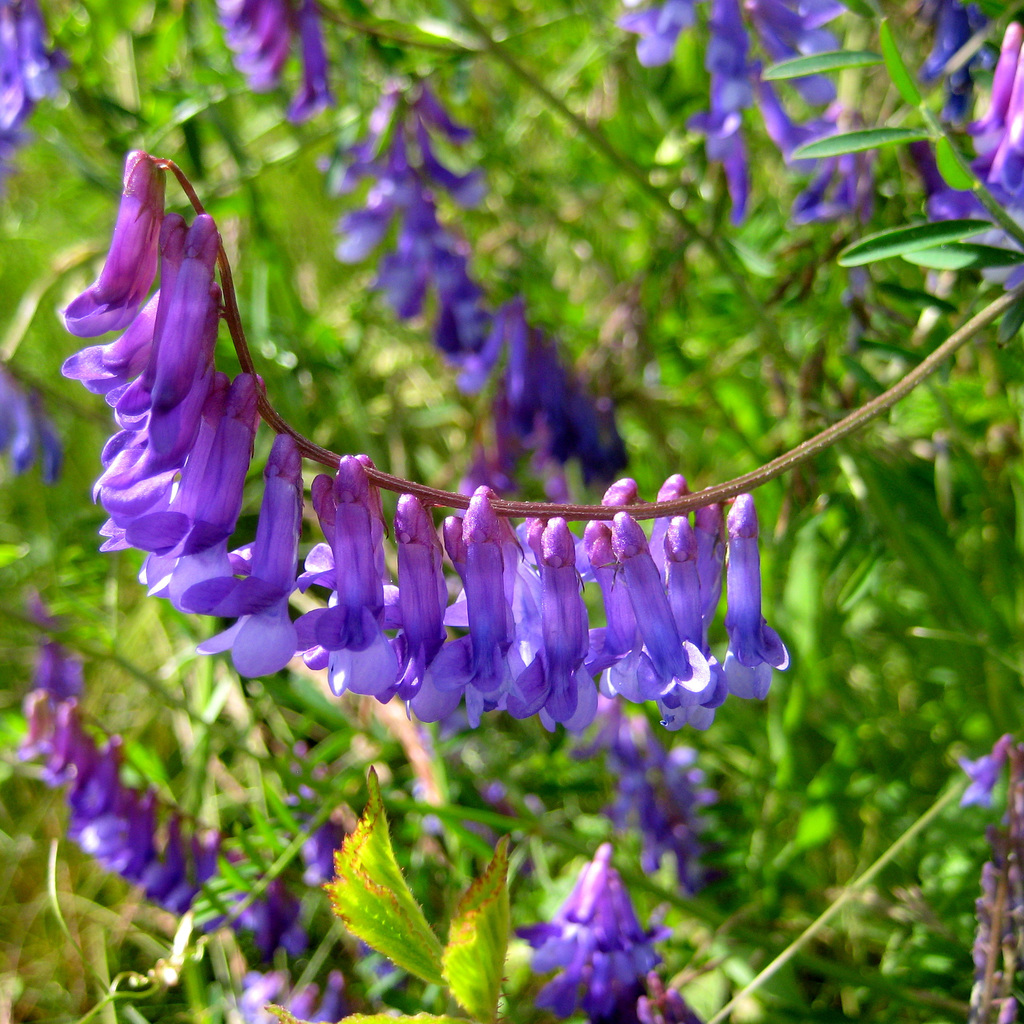 Wicke (Vicia)