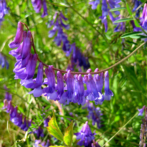 Wicke (Vicia)