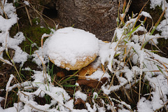 Sparriger Schüppling mit Schneehaube