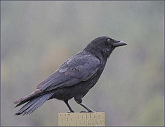Crow in the rain